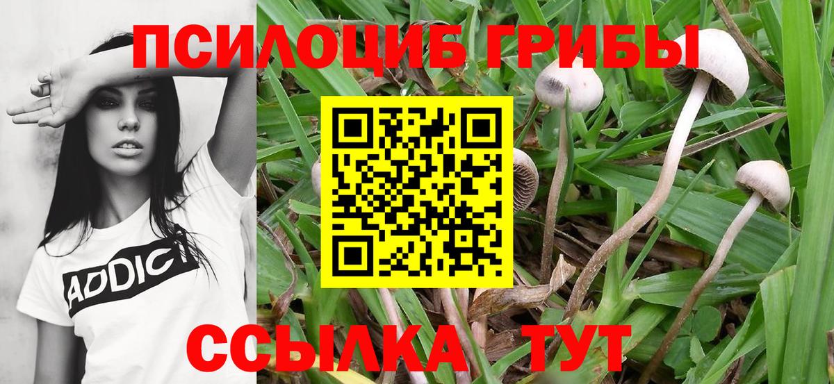 Псилоцибиновые грибы Psilocybine cubensis  Вход с VPN  Балашиха 